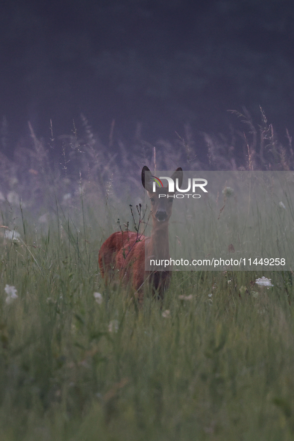 A roe deer is seen in Sulkowice, Poland on August 1, 2024. 