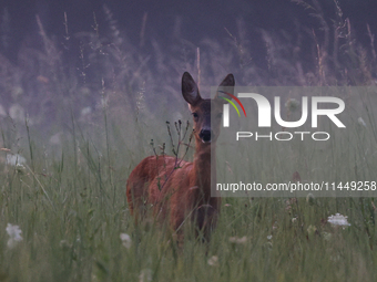 A roe deer is seen in Sulkowice, Poland on August 1, 2024. (