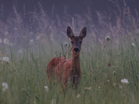 A roe deer is seen in Sulkowice, Poland on August 1, 2024. (