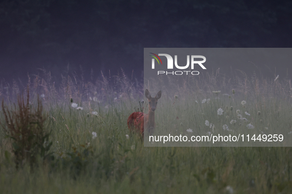 A roe deer is seen in Sulkowice, Poland on August 1, 2024. 