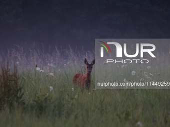 A roe deer is seen in Sulkowice, Poland on August 1, 2024. (