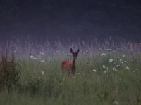 A roe deer is seen in Sulkowice, Poland on August 1, 2024. (