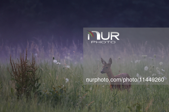 A roe deer is seen in Sulkowice, Poland on August 1, 2024. 