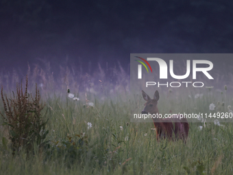 A roe deer is seen in Sulkowice, Poland on August 1, 2024. (