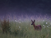 A roe deer is seen in Sulkowice, Poland on August 1, 2024. (