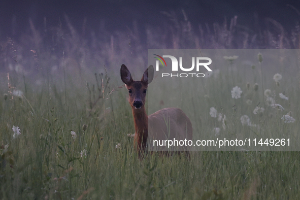 A roe deer is seen in Sulkowice, Poland on August 1, 2024. 