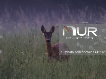 A roe deer is seen in Sulkowice, Poland on August 1, 2024. (