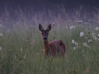 A roe deer is seen in Sulkowice, Poland on August 1, 2024. (