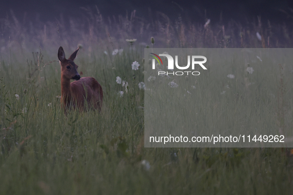 A roe deer is seen in Sulkowice, Poland on August 1, 2024. 