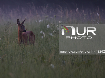 A roe deer is seen in Sulkowice, Poland on August 1, 2024. (