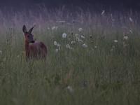 A roe deer is seen in Sulkowice, Poland on August 1, 2024. (