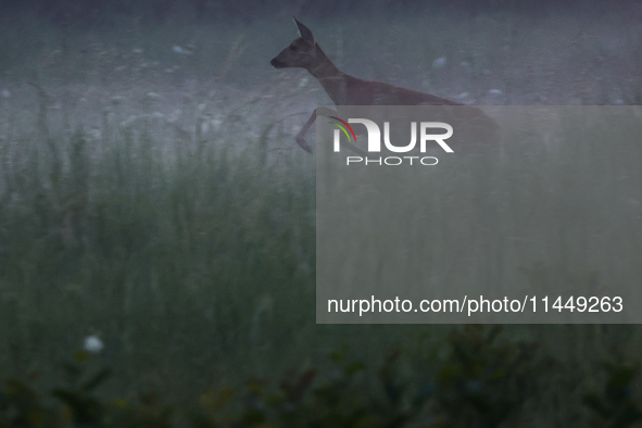 A roe deer is seen in Sulkowice, Poland on August 1, 2024. 