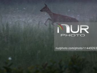 A roe deer is seen in Sulkowice, Poland on August 1, 2024. (