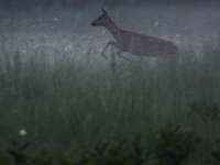 A roe deer is seen in Sulkowice, Poland on August 1, 2024. (