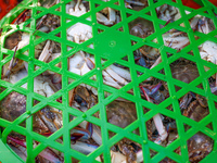 Workers are loading and unloading swimming crabs at the dock of Zhoushan International Aquatic City in Zhoushan, China, on August 2, 2024. (