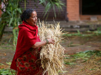 An elderly woman is carrying hay straws to make an effigy of the demon deity Ghantakarna to immolate it, veering off the bad omens and wardi...