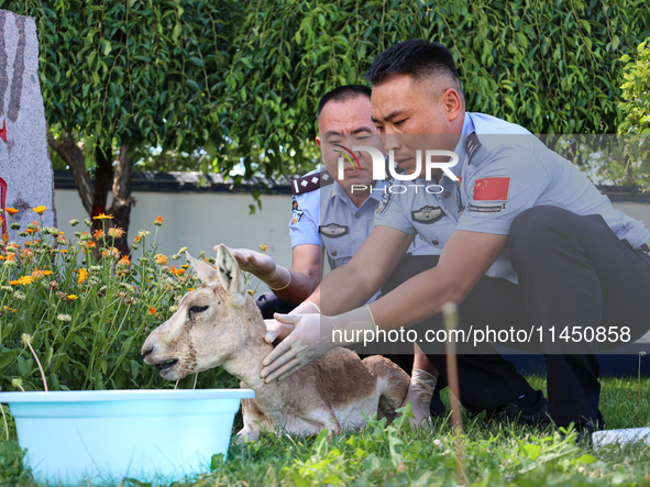 Police officers are looking at the injuries of a gose-throated antelope, a national second-class protected animal, in Altay, Xinjiang, China...