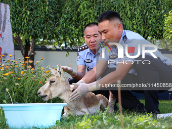 Police officers are looking at the injuries of a gose-throated antelope, a national second-class protected animal, in Altay, Xinjiang, China...