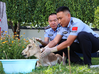 Police officers are looking at the injuries of a gose-throated antelope, a national second-class protected animal, in Altay, Xinjiang, China...