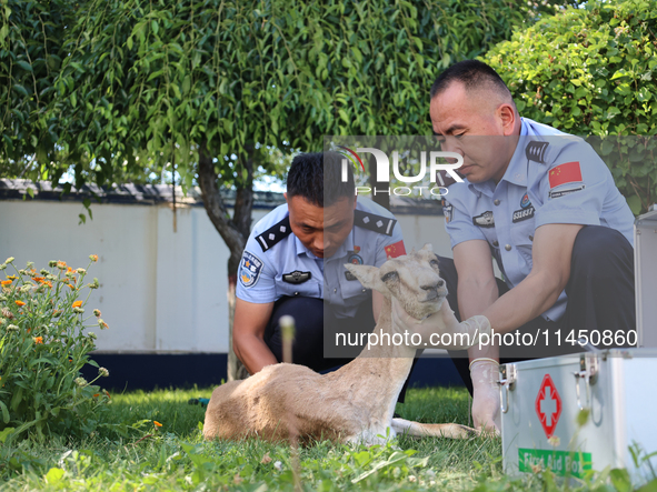 Police officers are looking at the injuries of a gose-throated antelope, a national second-class protected animal, in Altay, Xinjiang, China...