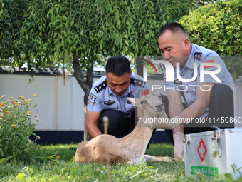 Police officers are looking at the injuries of a gose-throated antelope, a national second-class protected animal, in Altay, Xinjiang, China...