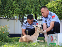 Police officers are looking at the injuries of a gose-throated antelope, a national second-class protected animal, in Altay, Xinjiang, China...