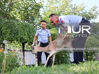 A gose-throated antelope, a national second-class protected animal, is recovering from its injuries in Altay, Xinjiang province, China, on A...