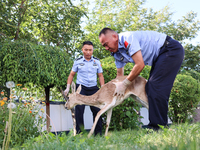 A gose-throated antelope, a national second-class protected animal, is recovering from its injuries in Altay, Xinjiang province, China, on A...