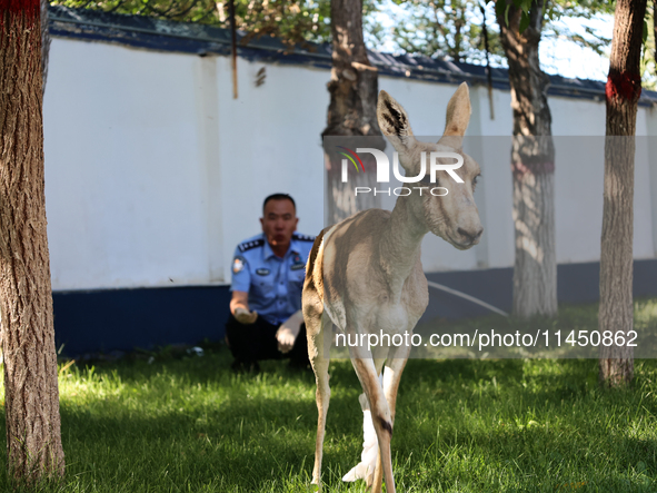 A gose-throated antelope, a national second-class protected animal, is recovering from its injuries in Altay, Xinjiang province, China, on A...