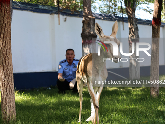 A gose-throated antelope, a national second-class protected animal, is recovering from its injuries in Altay, Xinjiang province, China, on A...