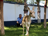 A gose-throated antelope, a national second-class protected animal, is recovering from its injuries in Altay, Xinjiang province, China, on A...