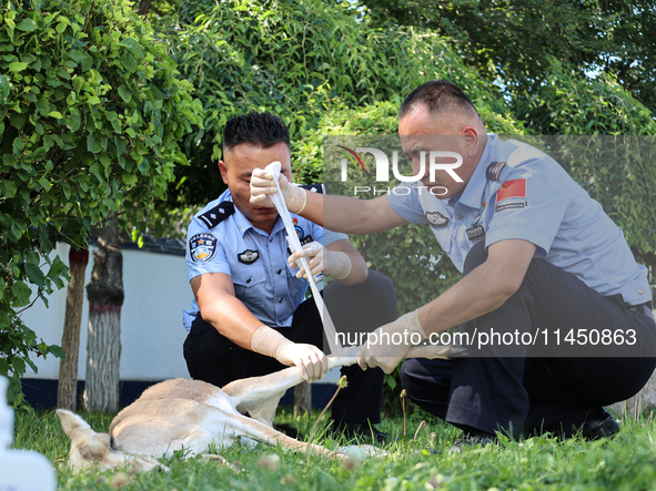 Police are helping to bandage a wound on a gose-throated antelope, a national second-class protected animal, in Altay, Xinjiang province, Ch...