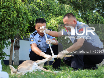 Police are helping to bandage a wound on a gose-throated antelope, a national second-class protected animal, in Altay, Xinjiang province, Ch...