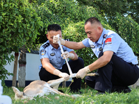 Police are helping to bandage a wound on a gose-throated antelope, a national second-class protected animal, in Altay, Xinjiang province, Ch...