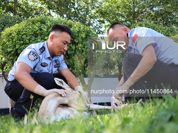 Police are helping to bandage a wound on a gose-throated antelope, a national second-class protected animal, in Altay, Xinjiang province, Ch...