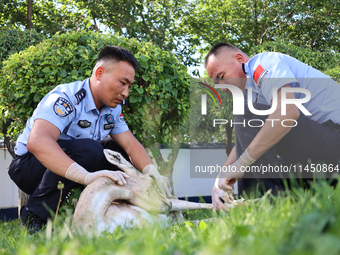 Police are helping to bandage a wound on a gose-throated antelope, a national second-class protected animal, in Altay, Xinjiang province, Ch...