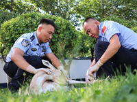 Police are helping to bandage a wound on a gose-throated antelope, a national second-class protected animal, in Altay, Xinjiang province, Ch...