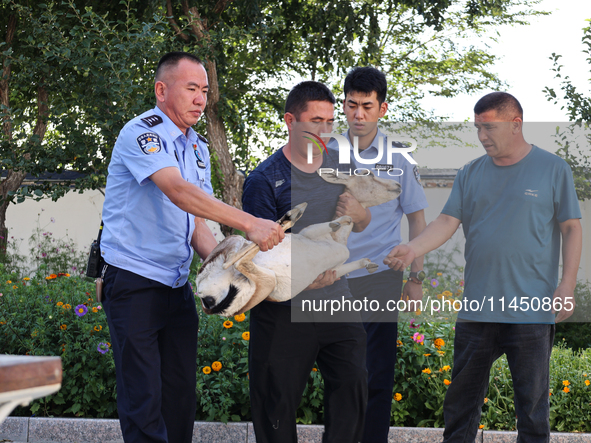 Police are handing over a gose-throated antelope, a national second-class protected animal, to the county Forestry Bureau in Altay, Xinjiang...