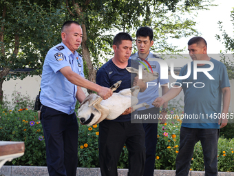 Police are handing over a gose-throated antelope, a national second-class protected animal, to the county Forestry Bureau in Altay, Xinjiang...