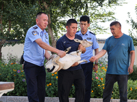 Police are handing over a gose-throated antelope, a national second-class protected animal, to the county Forestry Bureau in Altay, Xinjiang...