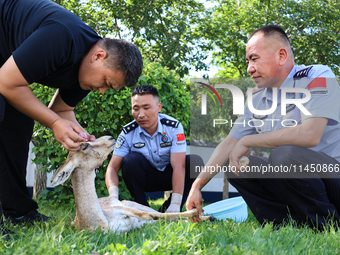 A police officer is giving eye drops to the injured eye of a gose-throated antelope, a national second-class protected animal, in Altay, Xin...