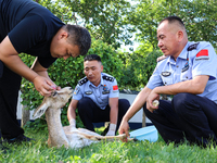 A police officer is giving eye drops to the injured eye of a gose-throated antelope, a national second-class protected animal, in Altay, Xin...