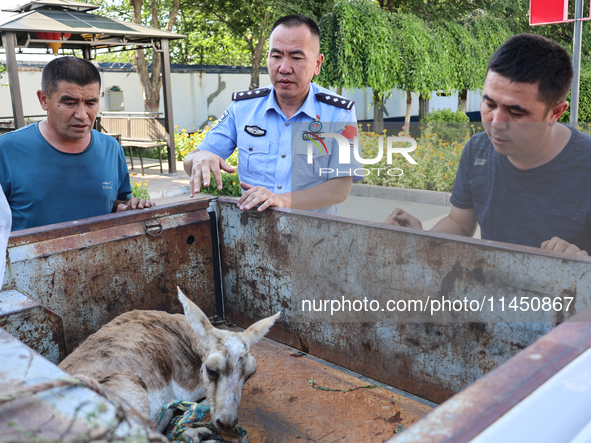 Police are handing over a gose-throated antelope, a national second-class protected animal, to the county Forestry Bureau in Altay, Xinjiang...