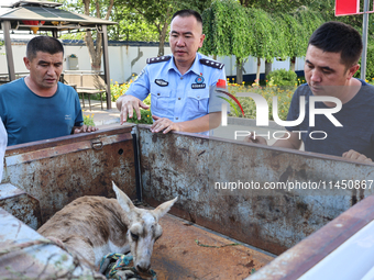 Police are handing over a gose-throated antelope, a national second-class protected animal, to the county Forestry Bureau in Altay, Xinjiang...