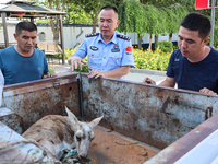 Police are handing over a gose-throated antelope, a national second-class protected animal, to the county Forestry Bureau in Altay, Xinjiang...