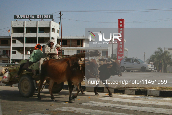 A bullock cart is traveling along the road in Dhampur, Uttarakhand, India, on April 19, 2024. 