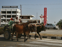 A bullock cart is traveling along the road in Dhampur, Uttarakhand, India, on April 19, 2024. (