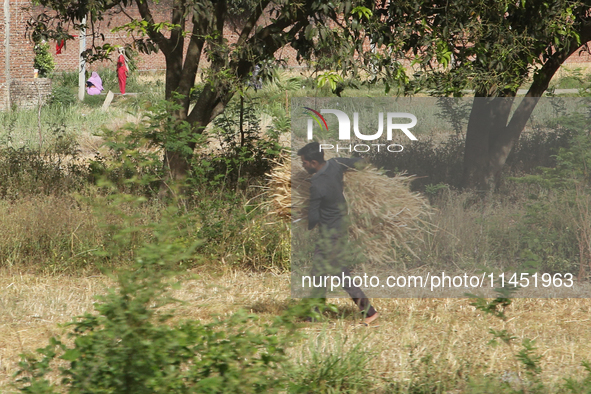 A man is carrying a bundle of wheat during the wheat harvest in Dhampur, Uttarakhand, India, on April 19, 2024. 