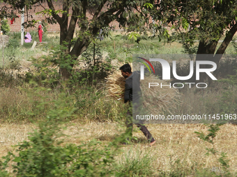 A man is carrying a bundle of wheat during the wheat harvest in Dhampur, Uttarakhand, India, on April 19, 2024. (