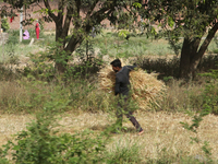 A man is carrying a bundle of wheat during the wheat harvest in Dhampur, Uttarakhand, India, on April 19, 2024. (